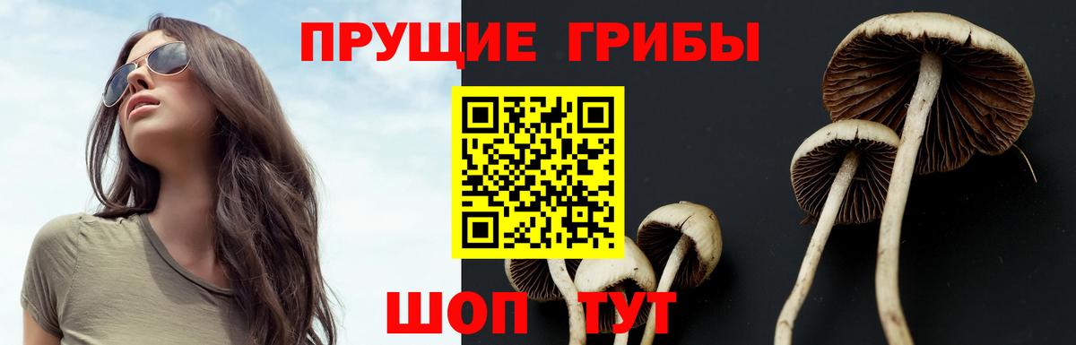 Галлюциногенные грибы Psilocybine cubensis Волжский